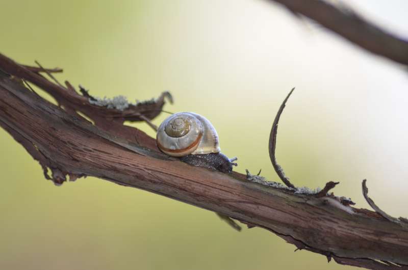 树干上的蜗牛高清图片下载