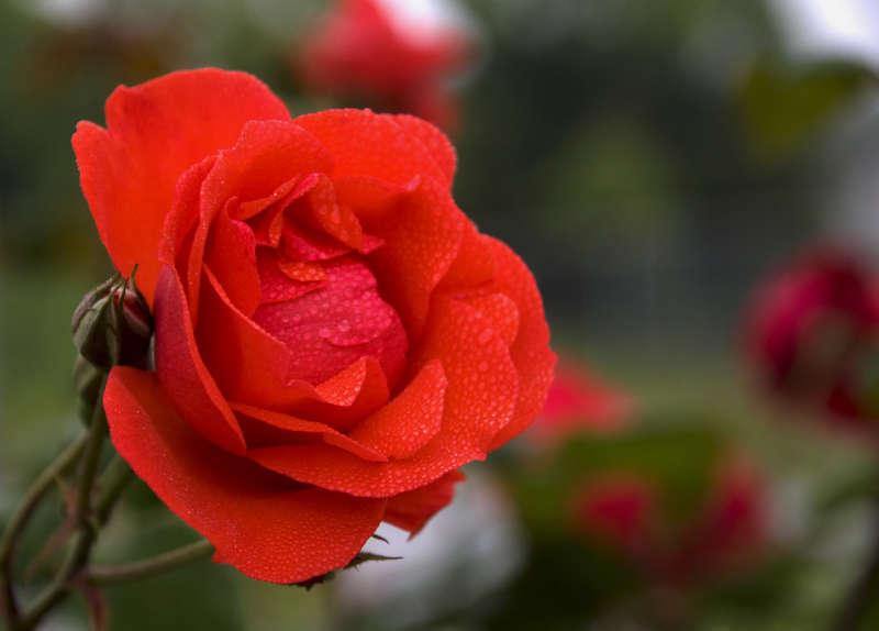清晨带着水珠的红玫瑰花高清图片素材