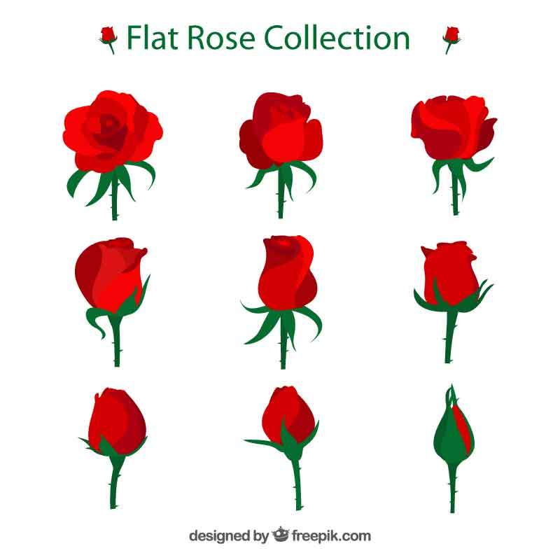 九种玫瑰花生长全过程的花图标素材