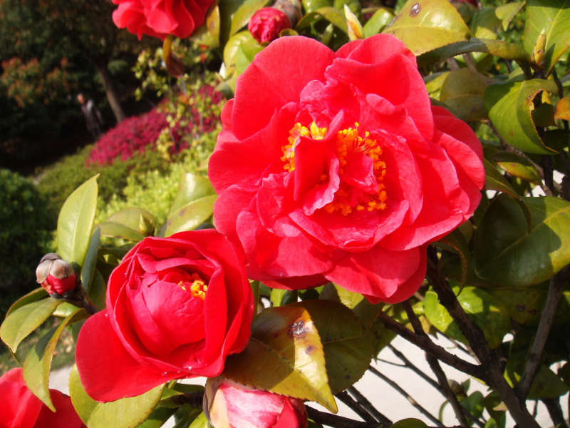 红色鲜艳的牡丹花图片素材下载